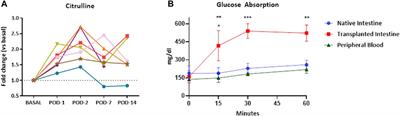 Preclinical Study of DCD and Normothermic Perfusion for Visceral Transplantation